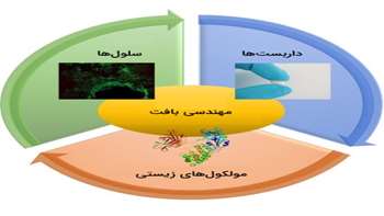 موفقیت دانشجویان گروه زیست‌شناسی دانشگاه سمنان در مرحله اول المپیاد کشوری سال ۱۴۰۵